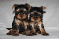 Yorkshire Terrier Yorkshire Terrier