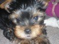 Yorkshire Terrier Yorkshire Terrier