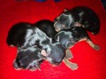 Litter B - 1