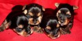 Yorkshire Terrier Yorkshire Terrier